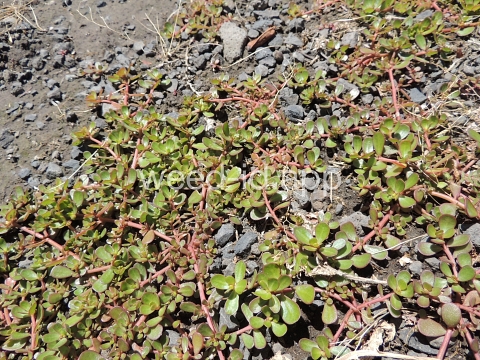 purslane, common